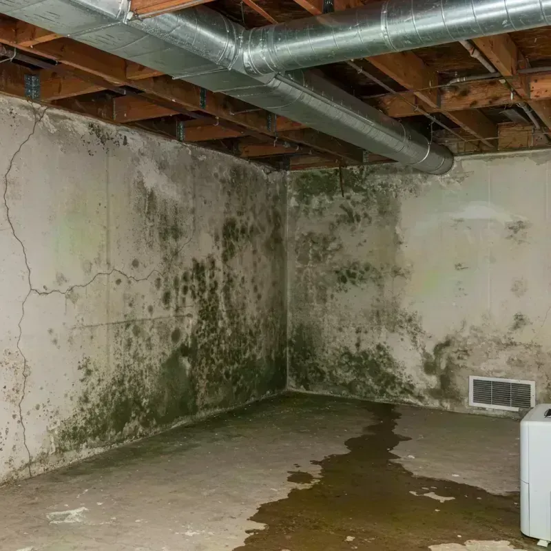 Professional Mold Removal in Silverton, CO